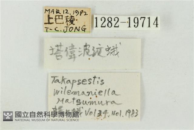 帶波紋蛾藏品圖，第3張