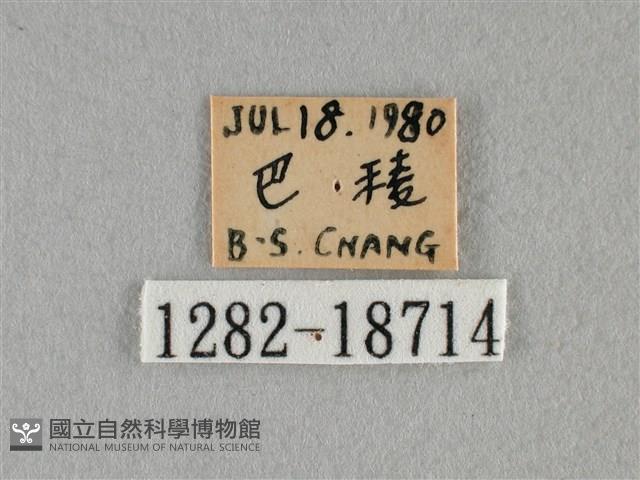 細灰蝶藏品圖，第3張