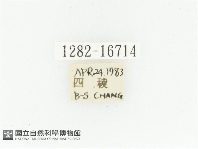 黑斑陷紋金龜藏品圖，第2張