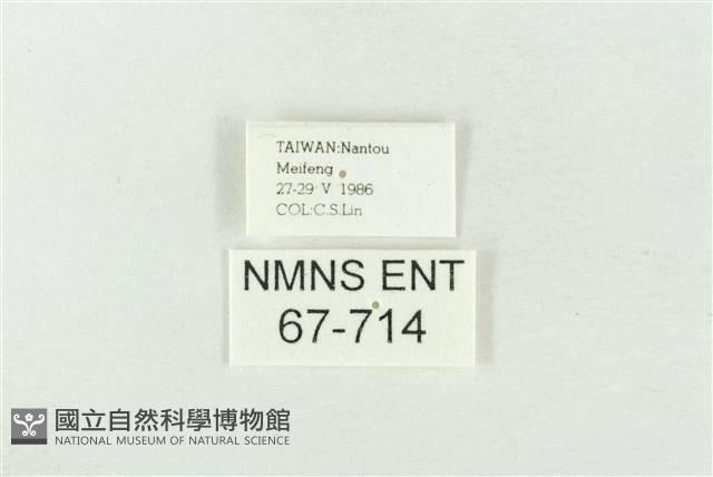 素木綠刺蛾藏品圖，第3張