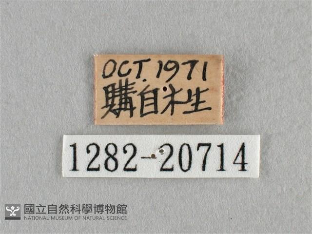 臺灣榿翠灰蝶藏品圖，第3張