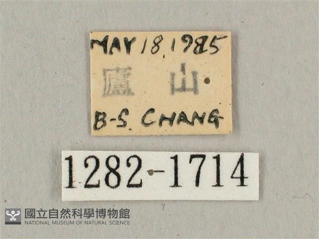 波斑長喙天蛾藏品圖，第3張