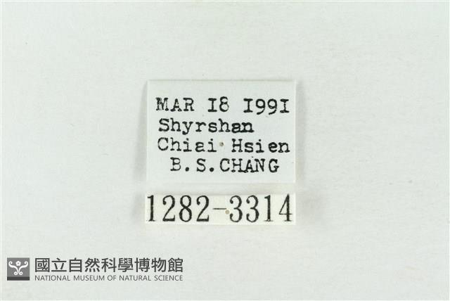 連珠波紋蛾藏品圖，第3張