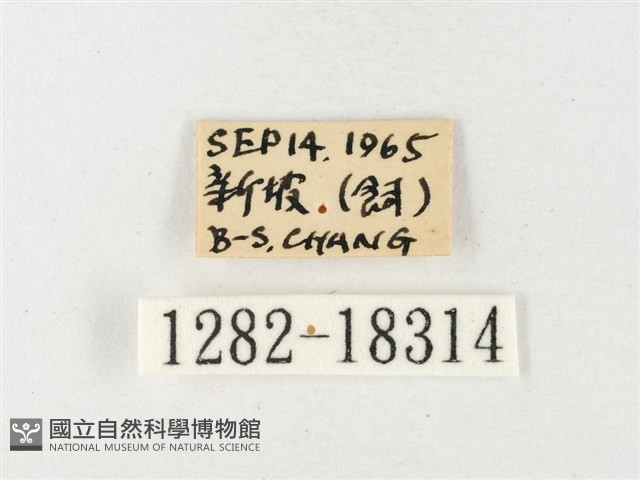 島嶼黃蝶、江崎黃蝶藏品圖，第3張