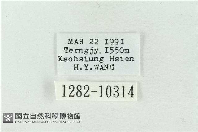 連珠波紋蛾藏品圖，第3張