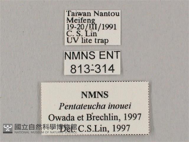 井上氏絨毛天蛾藏品圖，第3張