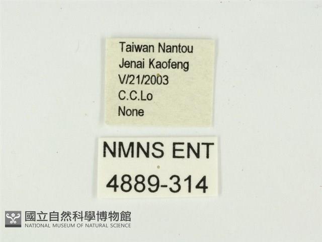 史氏狹翅螢斑蛾藏品圖，第3張