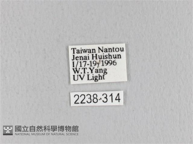 青枯葉蛾藏品圖，第3張