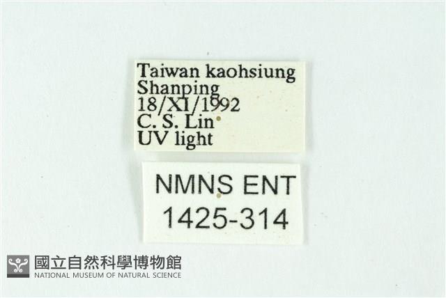 三色豔苔蛾藏品圖，第3張