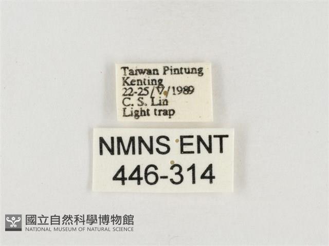 榕透翅毒蛾藏品圖，第3張