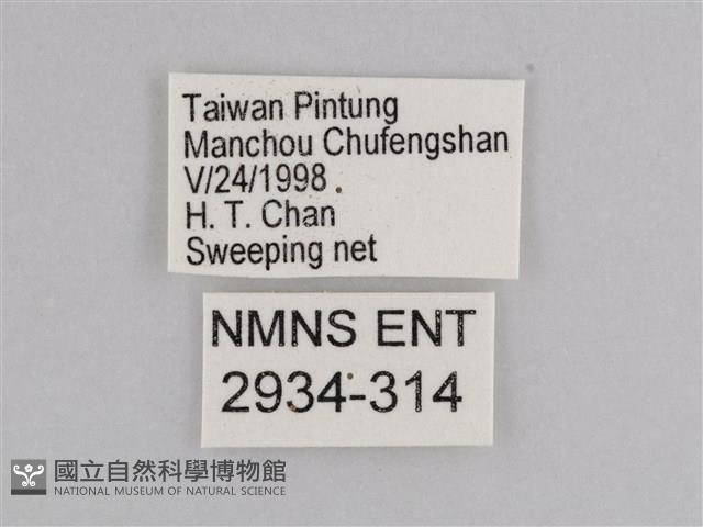 雲紋尖粉蝶藏品圖，第3張