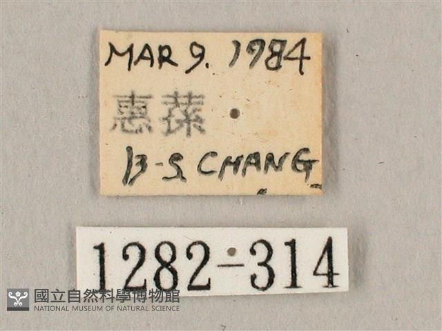 波斑長喙天蛾藏品圖，第3張