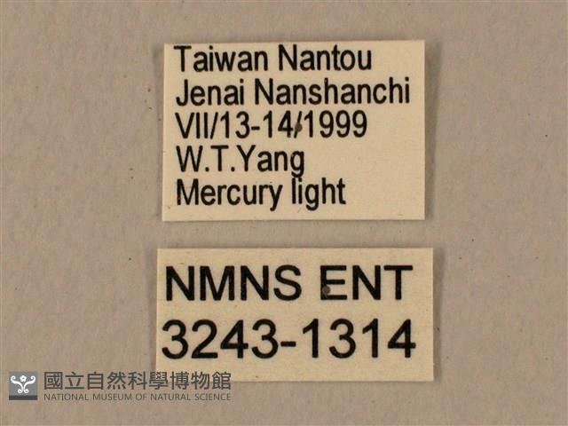 背中白天蛾藏品圖，第3張