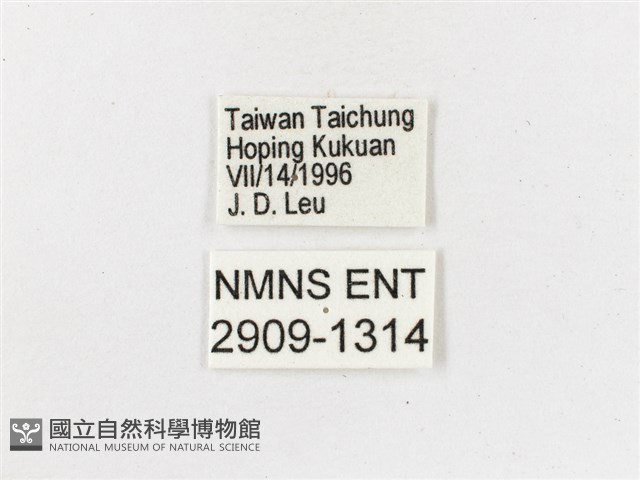 布氏蔭眼蝶藏品圖，第3張