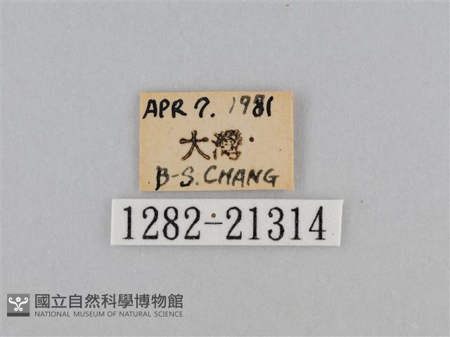 江崎波眼蝶藏品圖，第3張