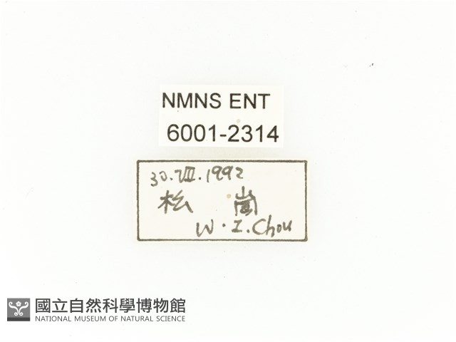 臺灣扇角金龜藏品圖，第2張