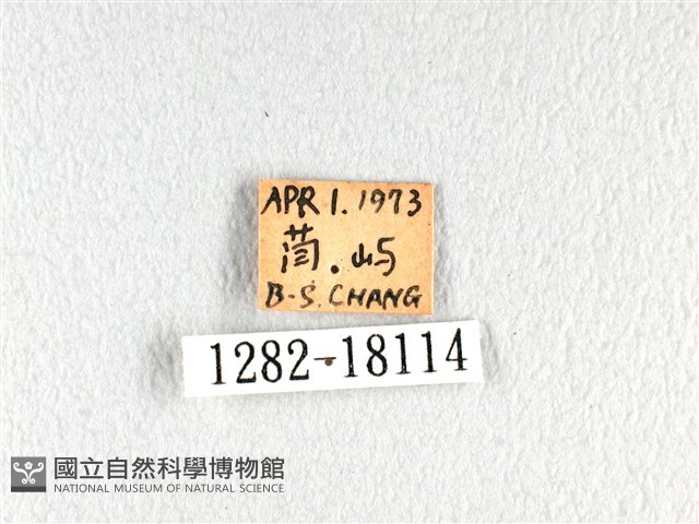 翠鳳蝶蘭嶼亞種藏品圖，第3張