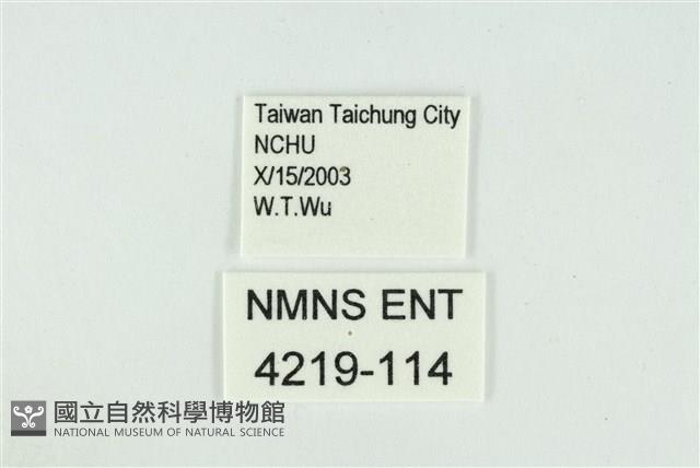 折列藍灰蝶沖繩亞種藏品圖，第3張