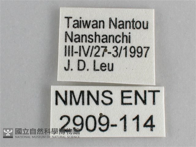 圓翅紫斑蝶藏品圖，第3張