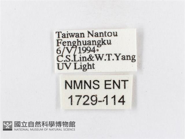 蓬萊茶斑蛾藏品圖，第3張