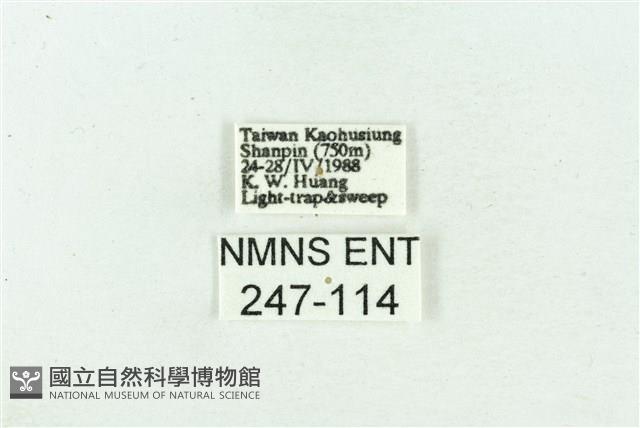 菊池污燈蛾藏品圖，第3張