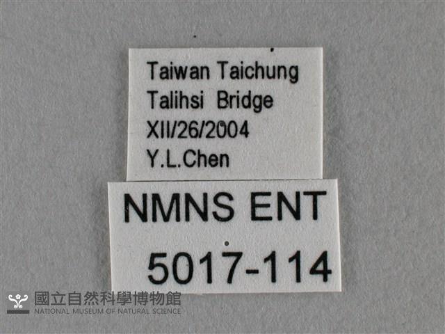 細灰蝶藏品圖，第3張