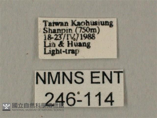 斜線天蛾藏品圖，第3張