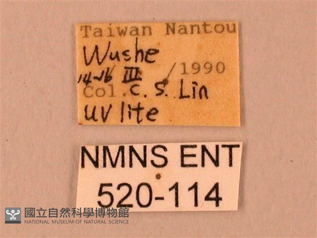 臺灣鋸翅天蛾藏品圖，第3張