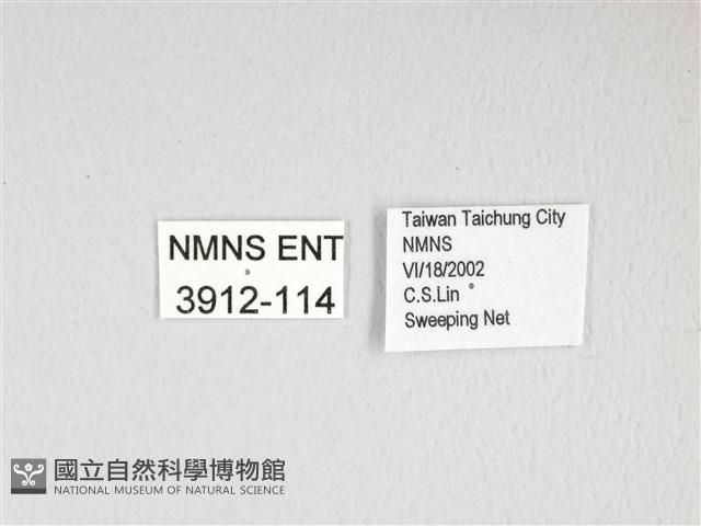 膝帶長喙天蛾藏品圖，第3張