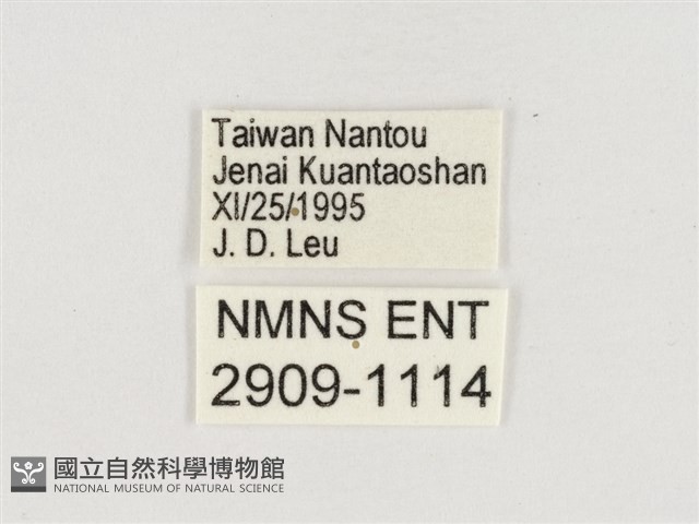淺色眉眼蝶藏品圖，第3張