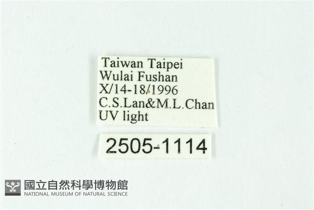 三色豔苔蛾藏品圖，第3張