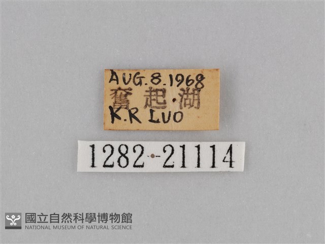 紫帶眉眼蝶藏品圖，第3張