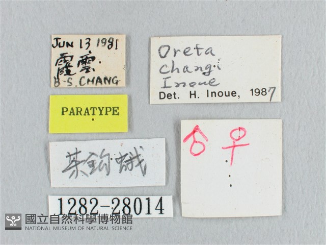 黑斜帶鉤蛾藏品圖，第3張