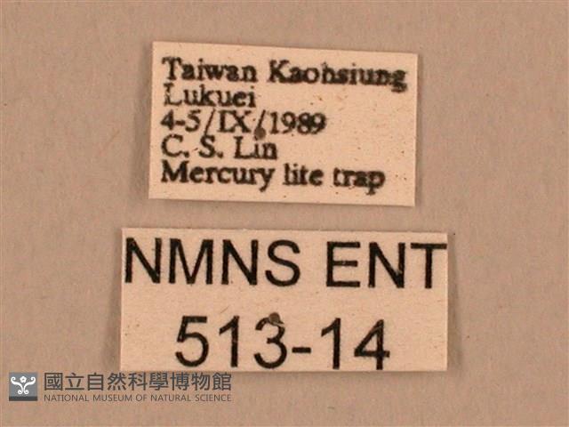 背線天蛾藏品圖，第3張