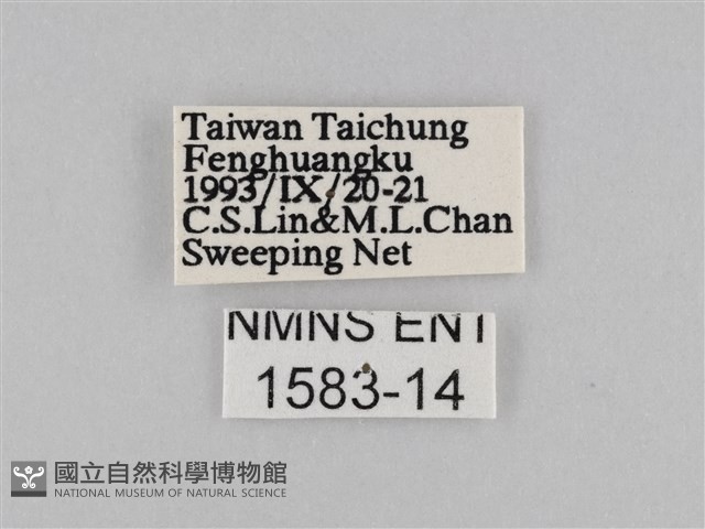 褐翅蔭眼蝶藏品圖，第3張