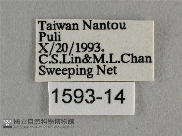 紫日灰蝶藏品圖，第3張