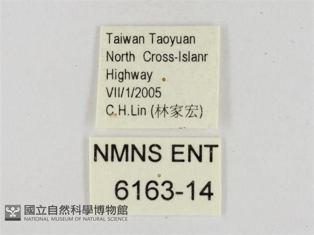 小紋颯弄蝶藏品圖，第3張