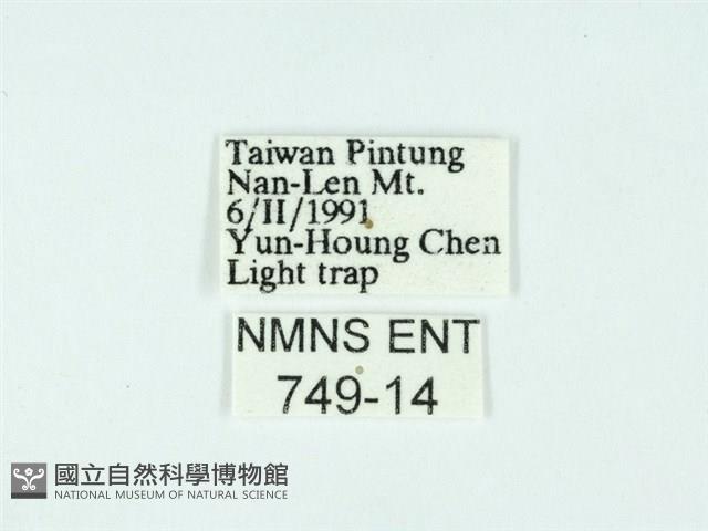 東方單羽蛾藏品圖，第3張