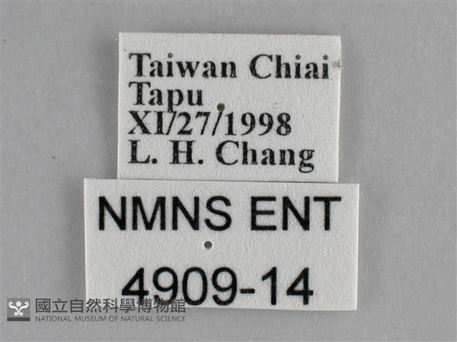 纖粉蝶、黑點粉蝶藏品圖，第3張