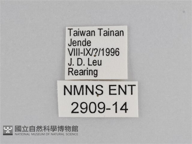 樺斑蝶藏品圖，第3張