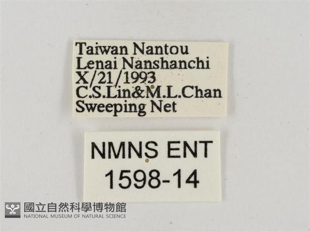 淡褐脈粉蝶藏品圖，第3張