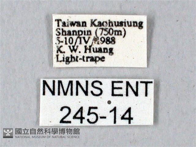 鬼臉天蛾藏品圖，第3張