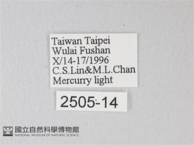 臺灣卵翅蛾藏品圖，第3張