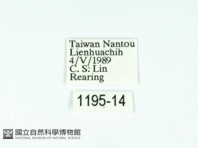 黃肩奇蛾藏品圖，第3張