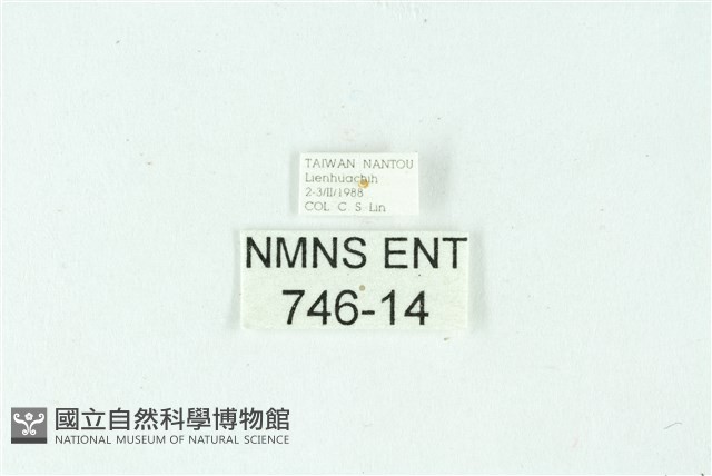 三條橙燈蛾藏品圖，第3張