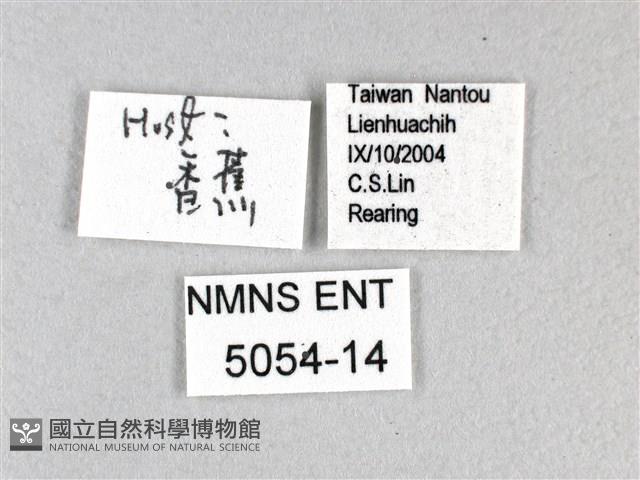 香蕉弄蝶藏品圖，第3張