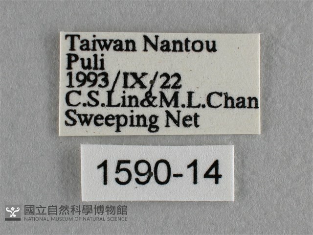 散紋盛蛺蝶藏品圖，第3張