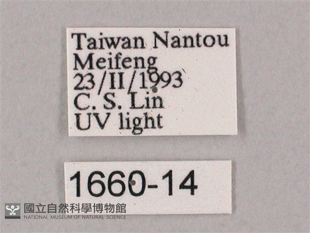 井上氏絨毛天蛾藏品圖，第3張