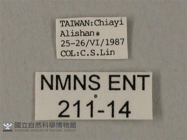 裂斑鷹翅天蛾藏品圖，第3張