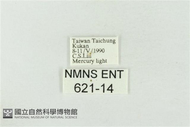 基褐綠刺蛾藏品圖，第3張